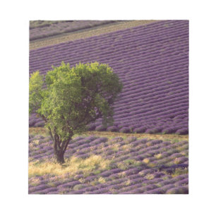 Lavendelfeld in der Hohen Provence, Frankreich Notizblock