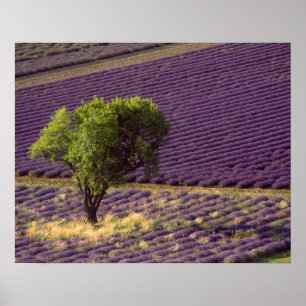 Lavendelfeld in der Hohen Provence, Frankreich Poster