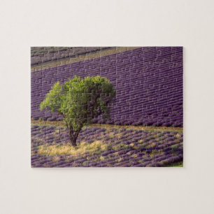 Lavendelfeld in der Hohen Provence, Frankreich Puzzle