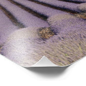 Lavendelfeld in der Provence Fotodruck (Ecke)
