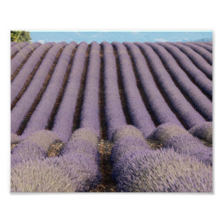 Lavendelfeld in der Provence Fotodruck