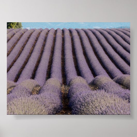 Lavendelfeld in der Provence Poster (Vorne)