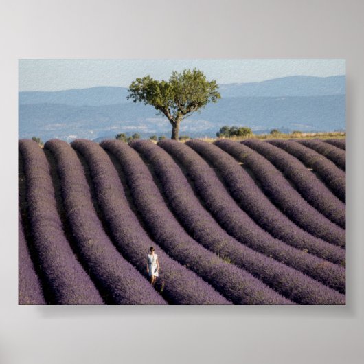 Lavendelfeld in der Provence Poster (Vorne)