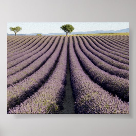 Lavendelfeld in der Provence Poster (Vorne)