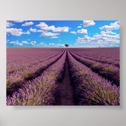 Lavendelfeld in der Provence Poster (Vorne)