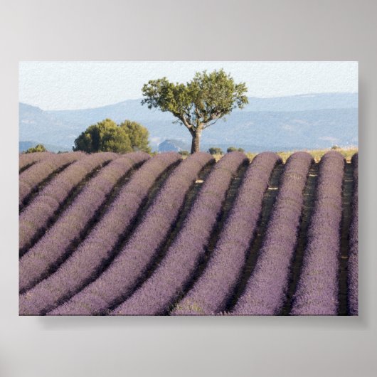 Lavendelfeld in Provence Poster (Vorne)