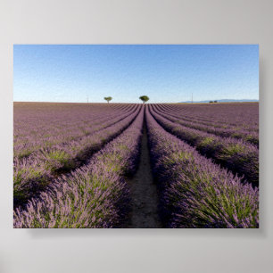 Lavendelfeld in Provence Poster