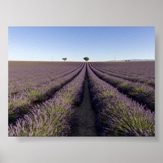Lavendelfeld in Provence Poster (Vorne)