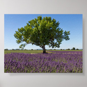 Lavendelfeld in Provence Poster