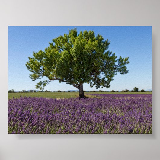 Lavendelfeld in Provence Poster (Vorne)