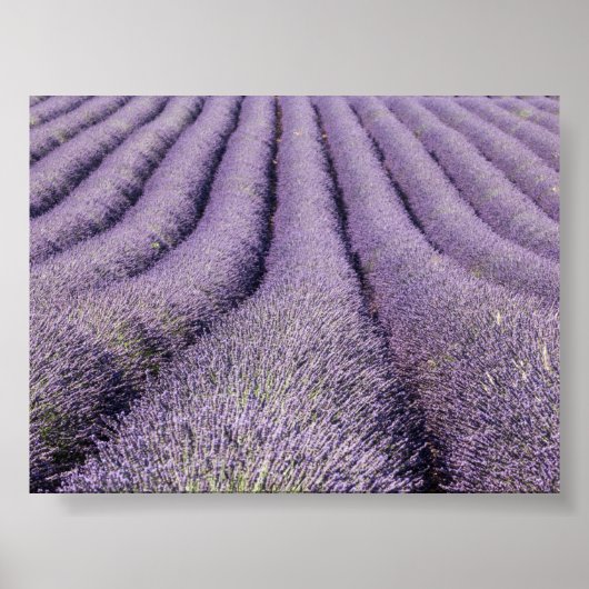 Lavendelfeld in Provence Poster (Vorne)