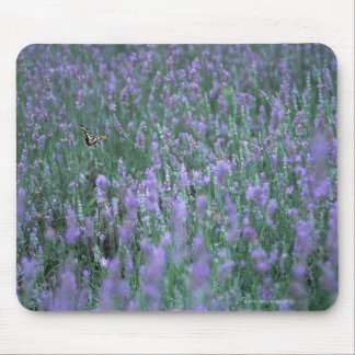 Lavendelfeld Mousepad