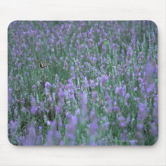 Lavendelfeld Mousepad (Vorne)