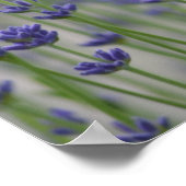 Lavendelfeld Poster (Ecke)