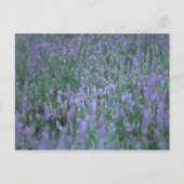 Lavendelfeld Postkarte (Vorderseite)
