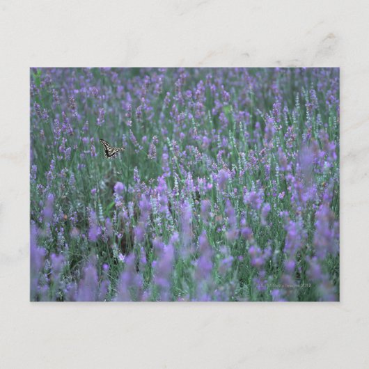 Lavendelfeld Postkarte (Vorderseite)