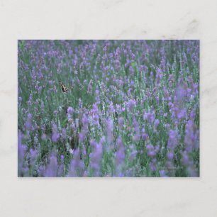 Lavendelfeld Postkarte