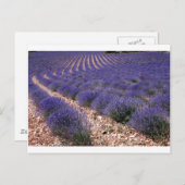 Lavendelfeld Postkarte (Vorne/Hinten)
