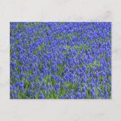 Lavendelfeld Postkarte (Vorderseite)