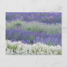 Lavendelfeld-Postkarte