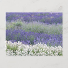 Lavendelfeld-Postkarte Postkarte