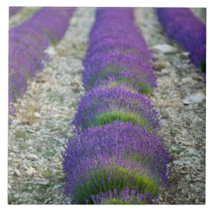 Lavendelfeld, Provence, Frankreich Fliese