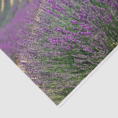 Lavendelfeld Seidenpapier (Ausschnitt)