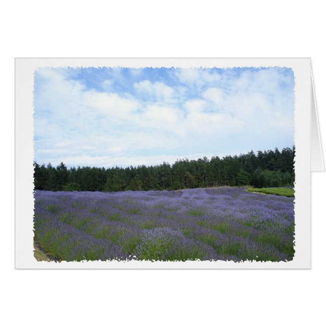 Lavendelfelder (Vorderseite (Horizontal))