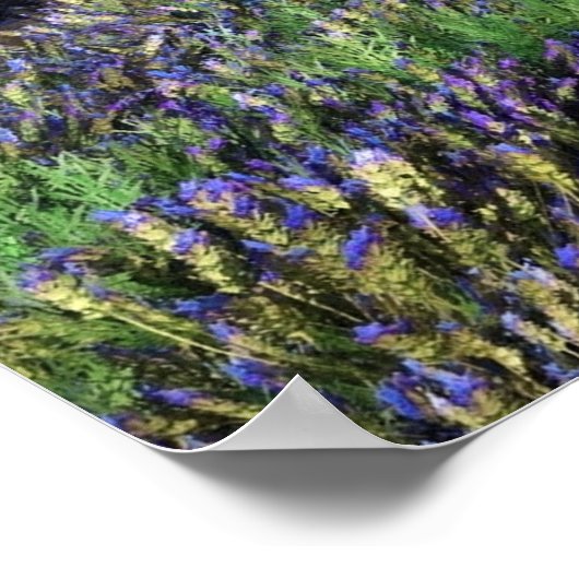 Lavendelfelder drucken poster (Ecke)