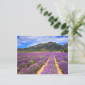 Lavendelfelder für immer Postkarte (Stehend Vorderseite)