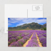 Lavendelfelder für immer Postkarte (Vorne/Hinten)