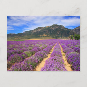 Lavendelfelder für immer Postkarte
