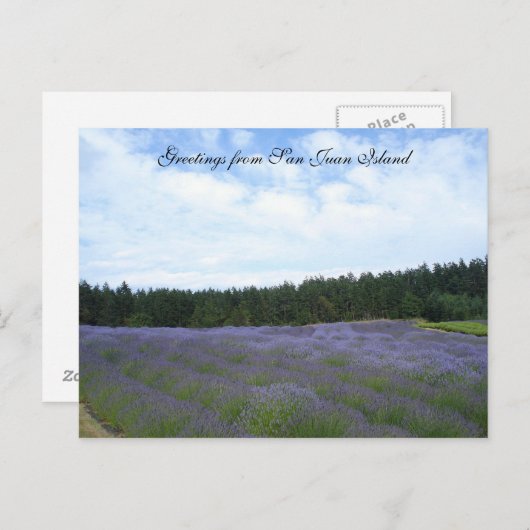 Lavendelfelder Postkarte (Vorne/Hinten)