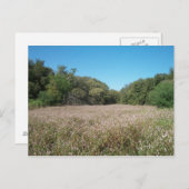 Lavendelfelder Postkarte (Vorne/Hinten)