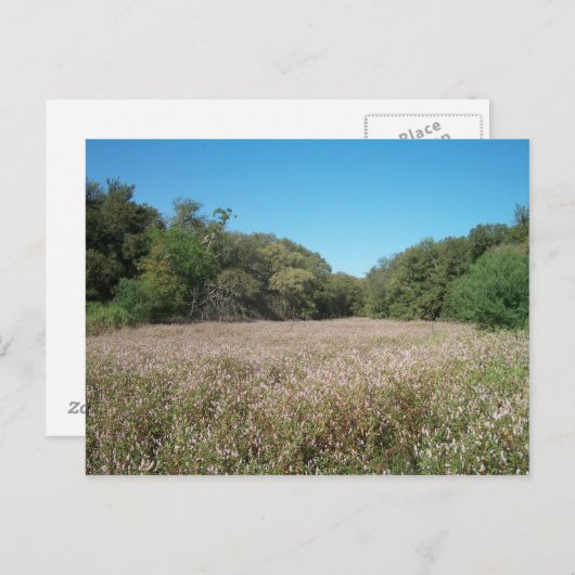 Lavendelfelder Postkarte (Vorne/Hinten)