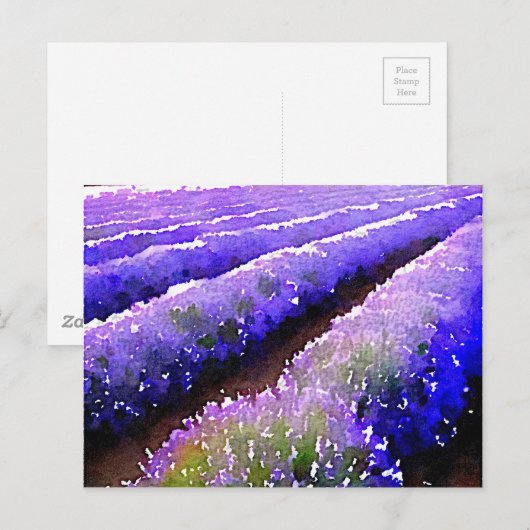 Lavendelfelder Postkarte (Vorne/Hinten)