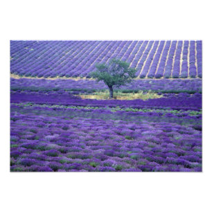 Lavendelfelder, Vence, Provence, Frankreich Fotodruck