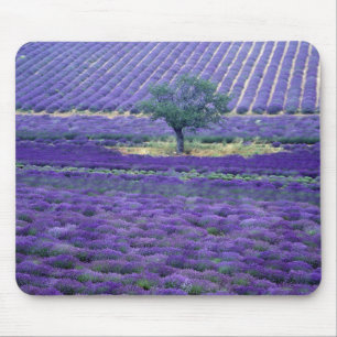 Lavendelfelder, Vence, Provence, Frankreich Mousepad