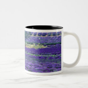 Lavendelfelder, Vence, Provence, Frankreich Zweifarbige Tasse