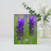 Lavendelflora Postkarte (Stehend Vorderseite)