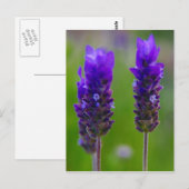 Lavendelflora Postkarte (Vorne/Hinten)