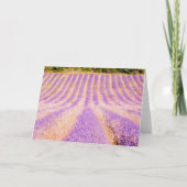 Lavendelgebiet Provence Frankreich Leere Inside Karte (Vorderseite)