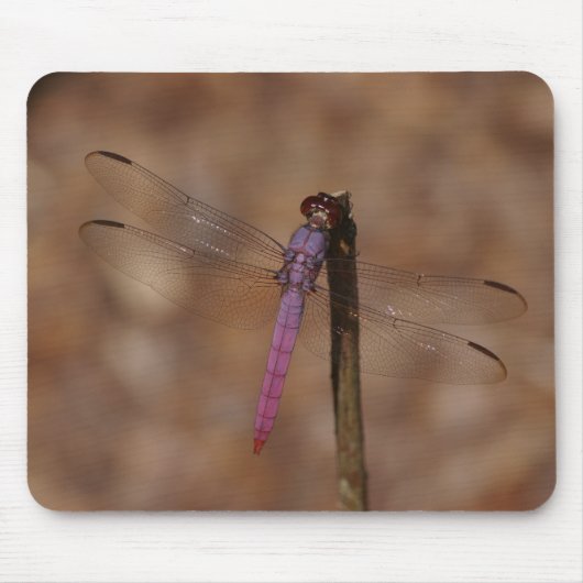 Lavendellibelle Mousepad (Vorne)