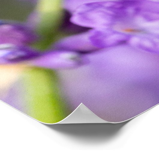 Lavendelname Poster (Ecke)