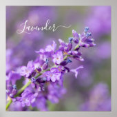 Lavendelname Poster (Vorne)