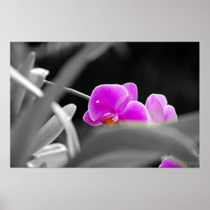 Lavendelorchidee Druck Poster