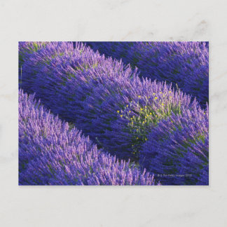 Lavendelrollen in voller Blüte Postkarte