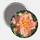 Lavendelrosa Doppelte Taglilien Magnet (Vorderseite/Rückseite)