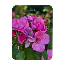 Lavendelrosa Rose