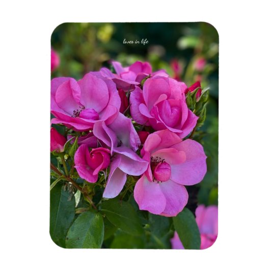 Lavendelrosa Rose Magnet (Vertikal)